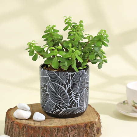 Flourishing Jade Plant in a Leaf Design Ceramic Planter-picture-14