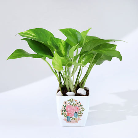 For You - Money Plant With Planter-picture-23