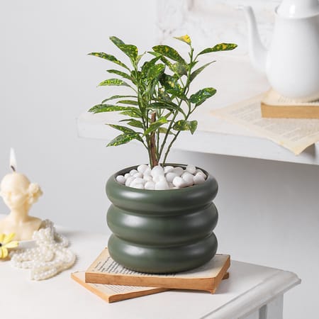 Glorious Green-picture-21