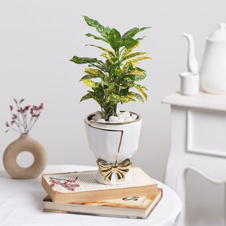Golden Canopy-picture-15