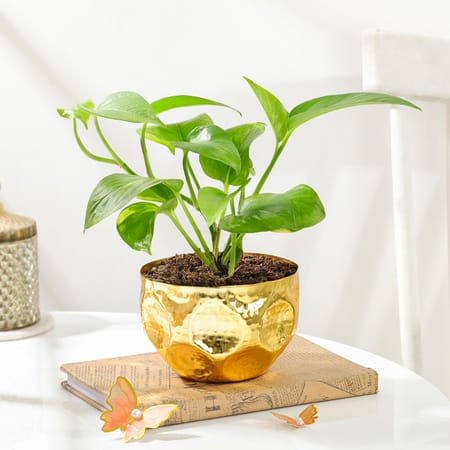 Golden Fortune Money Plant-picture-25