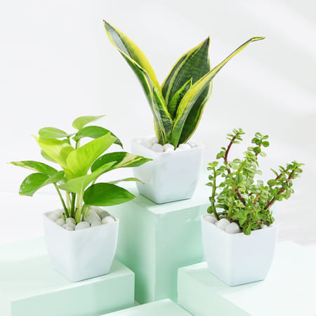 Good Fortune Trio - Money, Snake And Jade Plant With Pot-image-9