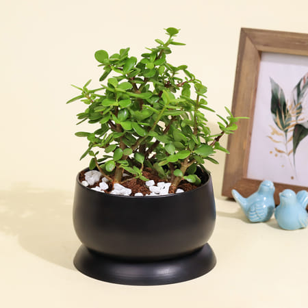Good Luck Jade Plant in a Metal Planter-picture-10