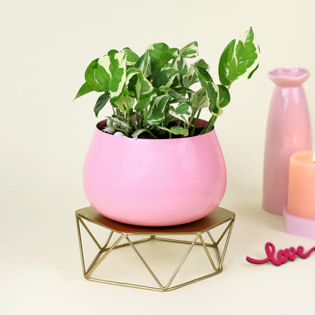 Gorgeous White Pothos in Pink Planter-image-11