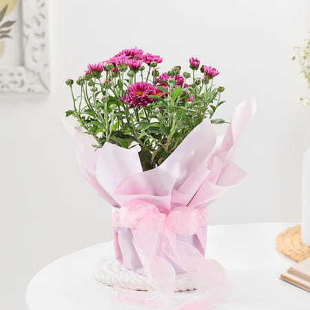 Graceful Chrysanthemum And Pink Wrap Planter-picture-44
