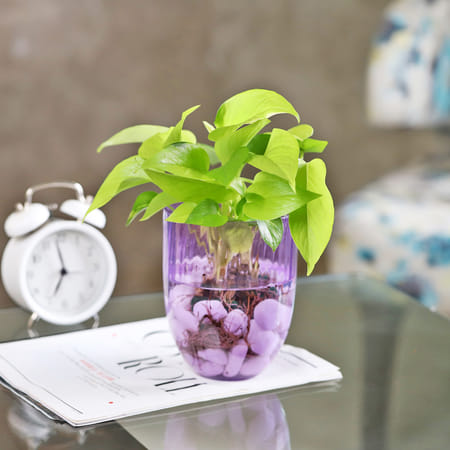 Green Abundance Golden Money Plant-picture-22