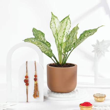 Green Blessings Bhaiya Bhabhi Rakhi Combo-picture-10