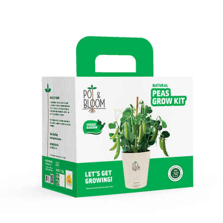 Green Goodness Peas Grow Kit-picture-26