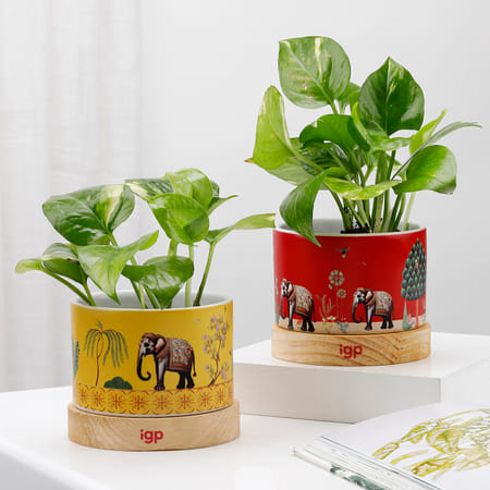 Green Harmony Duo - Money Plant With Planter (Set Of 2)-picture-36