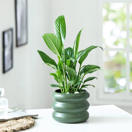 Green Virtue-image-25