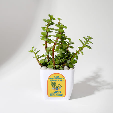 Happy Birthday Jade Plant With Pot