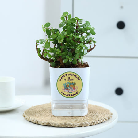 Happy Birthday Plant Lady Jade Plant With Self-Watering Pot-picture-38