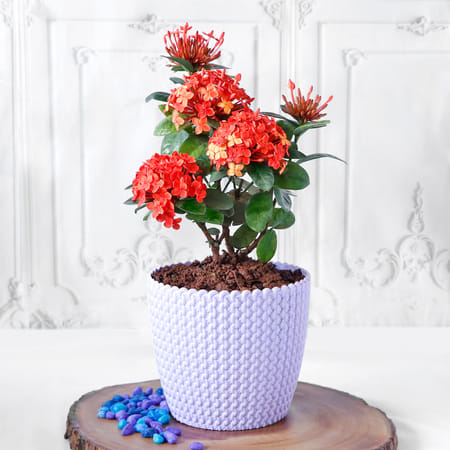Ixora Flower Plant in Textured Plastic Planter-image-26
