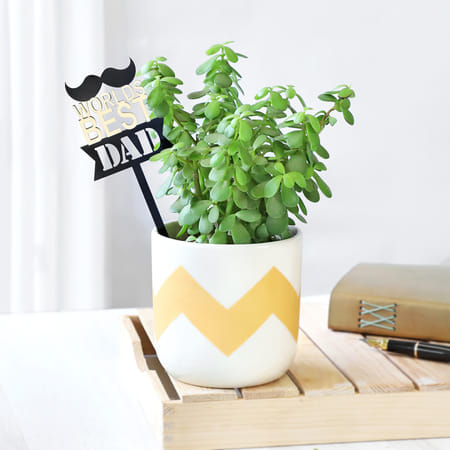Jade Plant In A Ceramic Planter For The Best Dad-image-24