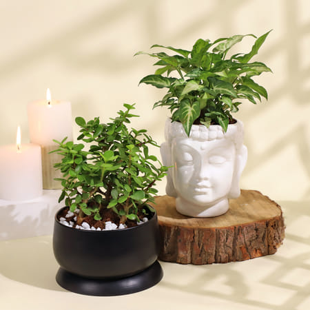 Jade Plant in Ceramic Planter and Syngonium Plant in a Metal Planter-picture-10
