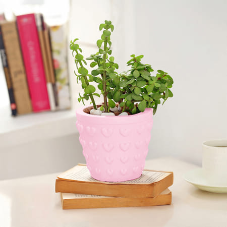 Jade Plant In Concrete Heart Planter-picture-27
