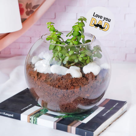 Jade Plant in Round Glass Vase for Father's Day-image-8