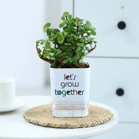 Jade Plant With Self-Watering Planter-picture-13