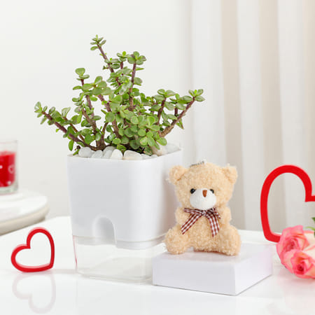 Jade Plant With Self-Watering Planter And Mini Teddy Bear
