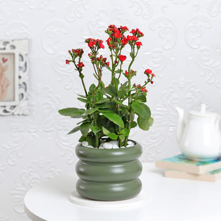 Kalanchoe Plant With Ceramic Green Planter-picture-13