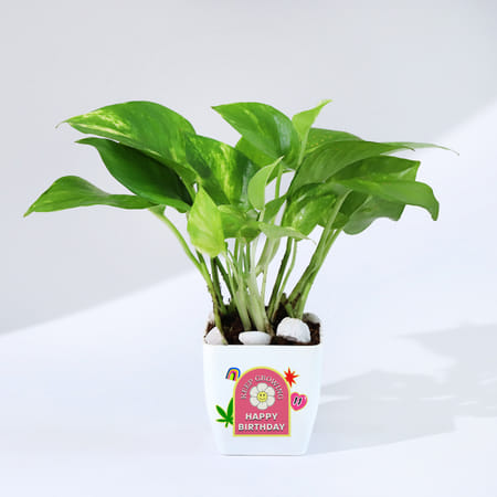 Keep Growing Money Plant