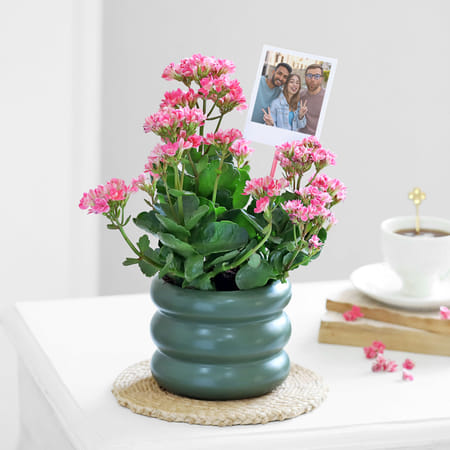 Kind Like Kalanchoe-picture-17