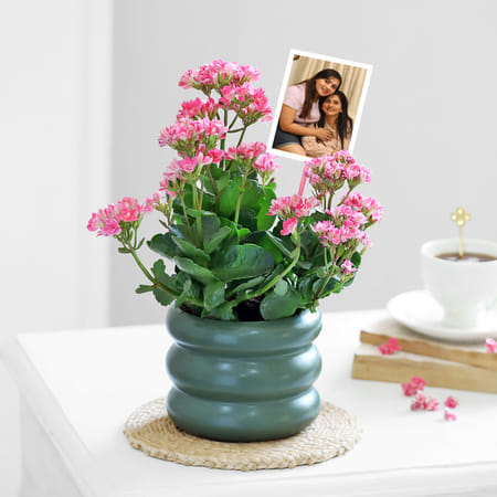 Kind Like Kalanchoe-picture-25