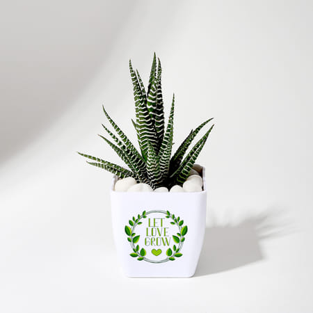 Let Love Grow Haworthia Plant With Planter-picture-33