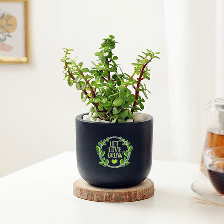 Let Love Grow Jade Plant With Planter-picture-14
