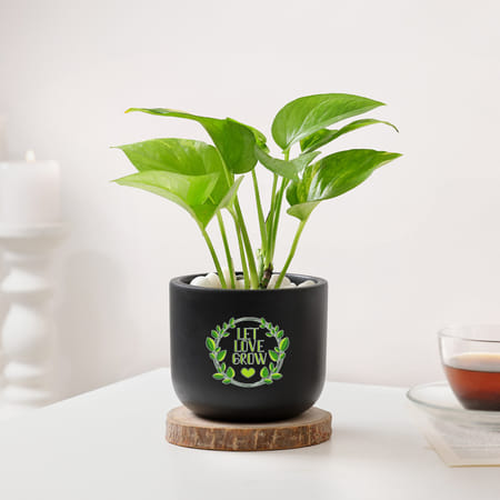 Let Love Grow Money Plant With Planter-picture-17