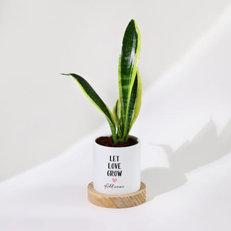 Let Love Grow - Snake Plant With Pot - Personalized