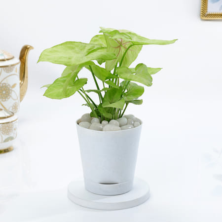 Lively Syngonium And Self-Watering Planter-picture-11