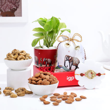 Lord Ganesh Rakhi And Money Plant Hamper-picture-20