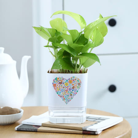 Love In Bloom - Money Plant With Self Watering Planter-picture-13
