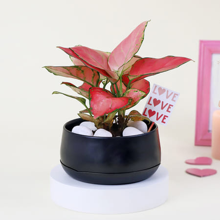 Lovely Aglaonema with Black Planter-picture-19