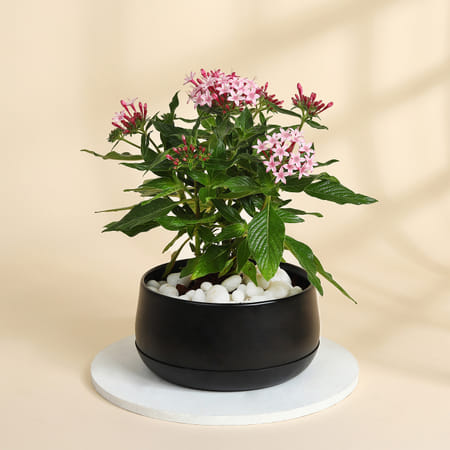 Lovely Pink Pentas Plant With Black Planter-picture-24