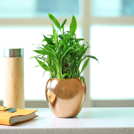 Lucky 3 Layer Bamboo Plant in a Luxury Metal Pot-image-6