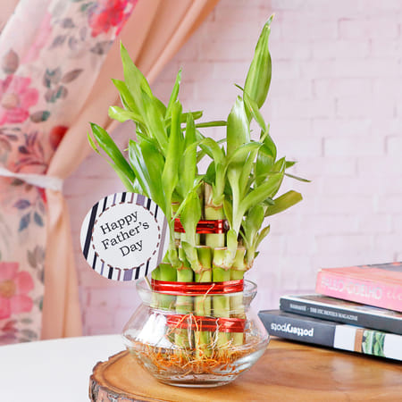 Lucky Bamboo In Mini Bowl Glass Vase for Father's Day-image-46