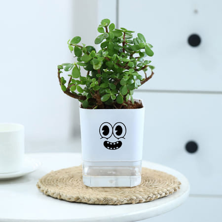 Lucky Jade Plant In Self-Watering Planter-picture-30