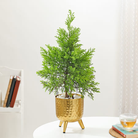 Lush Green Cypress And Gold Planter-image-33