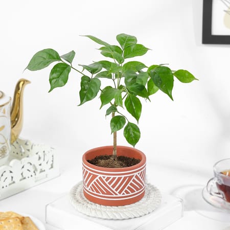 Lush Green Radermachera Plant In Dessert Line Planter-picture-18