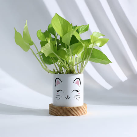 Lush Money Plant In Kitten Planter-picture-35