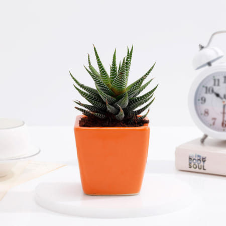 Lush Zebra Succulent With Orange Ceramic Planter-picture-25