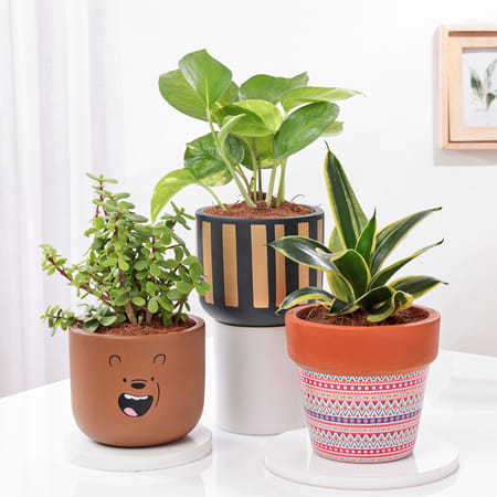 Majestic Plants In Artistic Pots - Set Of 3-picture-26