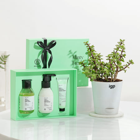 Minty Fresh Women's Day Body Care And Jade Plant Combo-picture-12