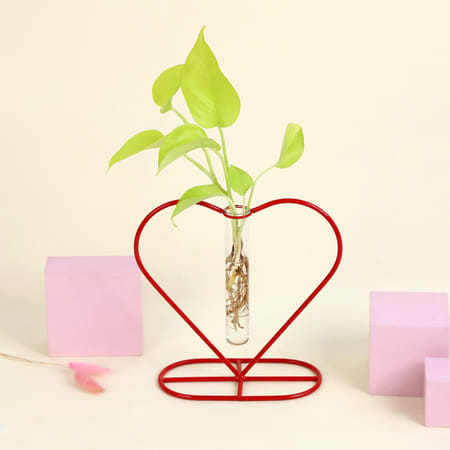 Money Plant Grows on Heart Shaped Frame-picture-13