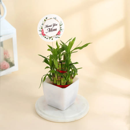 Mother's Day Best Mom Ever Lucky Bamboo Plant-picture-31