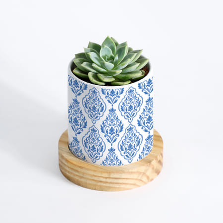 Nature's Treasure - Echeveria Succulent With Pot-picture-35