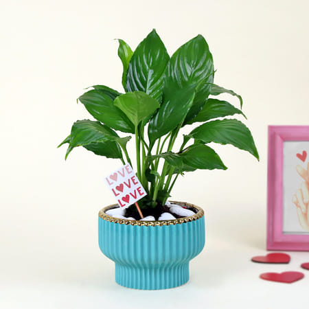 Peace Lilly Love With Planter-picture-22