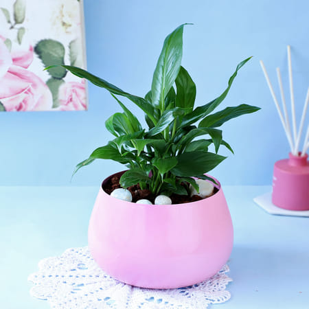 Peace Lily Plant in Cute Planter-picture-37